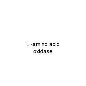 L -amino acid oxidase